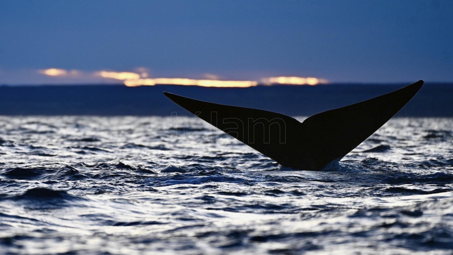 Un velero embistió intencionalmente a una ballena y buscan a sus ocupantes
