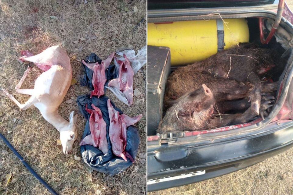 Seguridad Rural realizó 5 procedimientos por ‘caza ilegal’ en La Pampa: Secuestraron armas, animales y otros elementos