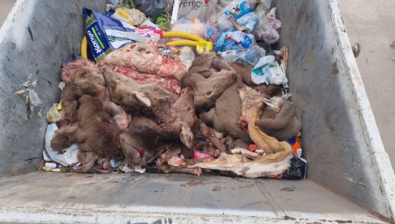 GENERAL PICO Identificaron a la persona que tiro las cabezas de ciervo en la planta de transferencia de zona Sur
