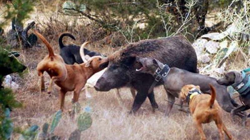 Declaran inconstitucional la caza con jauría en La Pampa