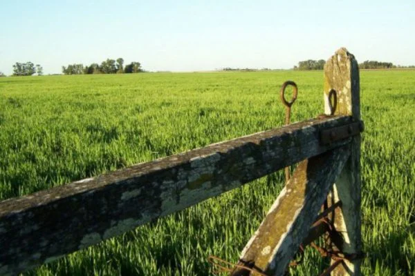 El 26 de julio vence el impuesto inmobiliario rural
