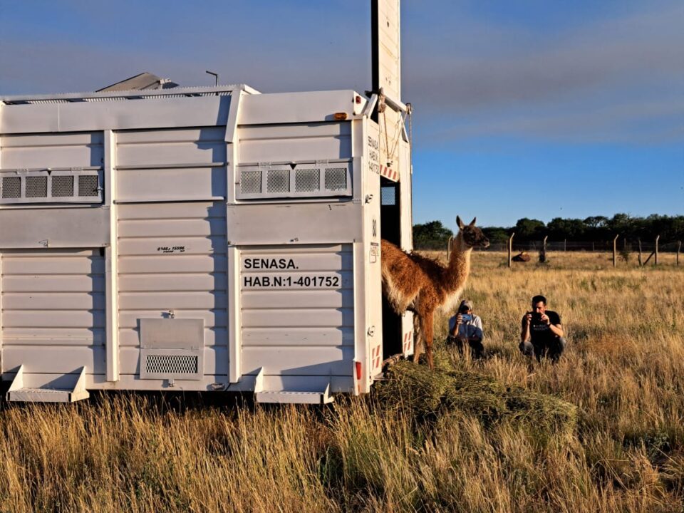 «Retorno de los nuestros»: llegan guanacos desde Santa Cruz para recuperar sus poblaciones