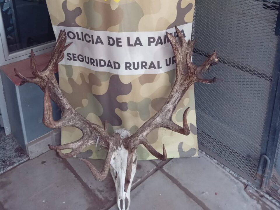Recuperan cabeza de ciervo valuada en miles de dólares